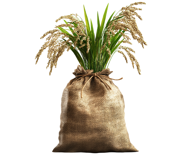 fresh maize